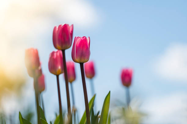 istock Pink Tulips and blue sky 1449634088