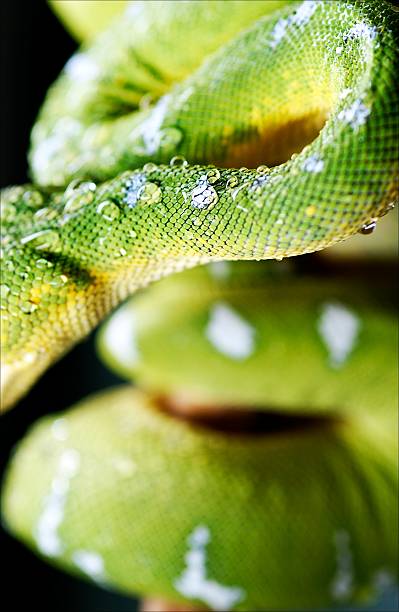 Emerald tree boa Emerald tree boa body. green boa snake corallus caninus stock pictures, royalty-free photos & images