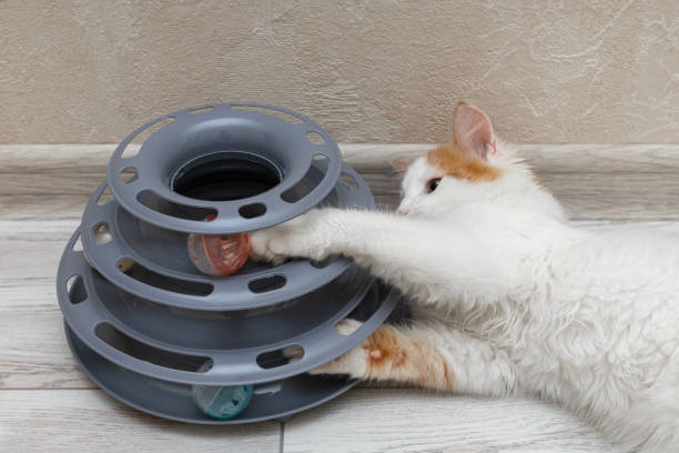 istock little kitten playing with kitten ball toy. 1449635420