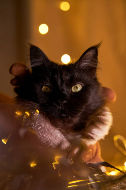 istock Maine coon cat in christmas deer costume. 1449635567