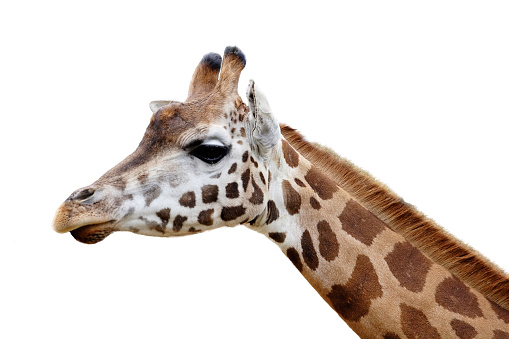 A giraffe head isolated on white