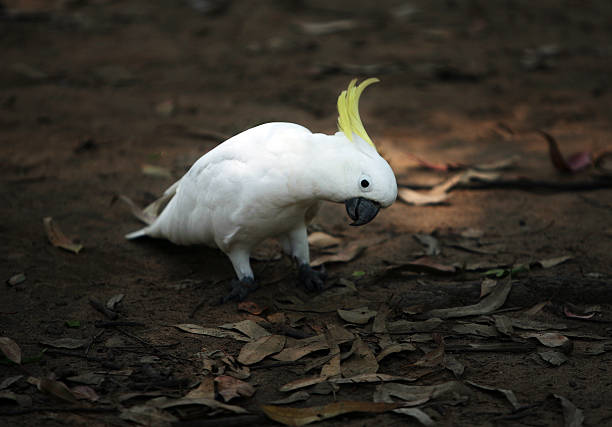 Australian Cockatoo stock photo