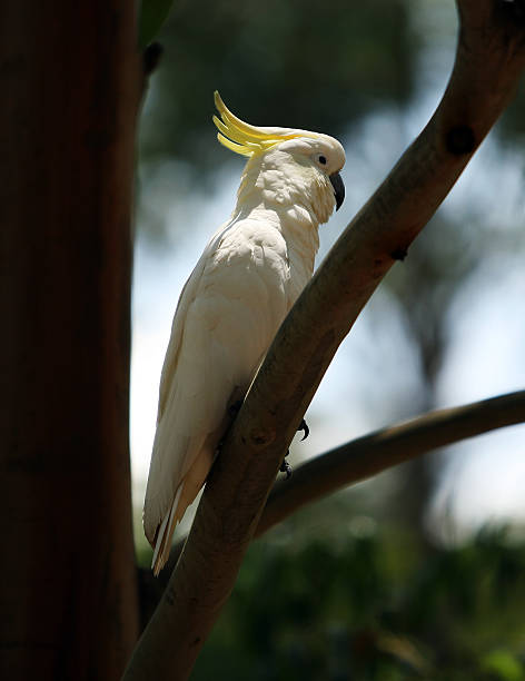 Australian Cockatoo stock photo