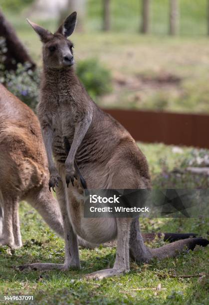 Vertical Shot Of A Gaint Kangaroo At Pairi Daiza Zoo In Belgium Stock Photo - Download Image Now
