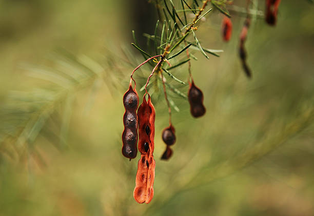 Seed Pods stock photo