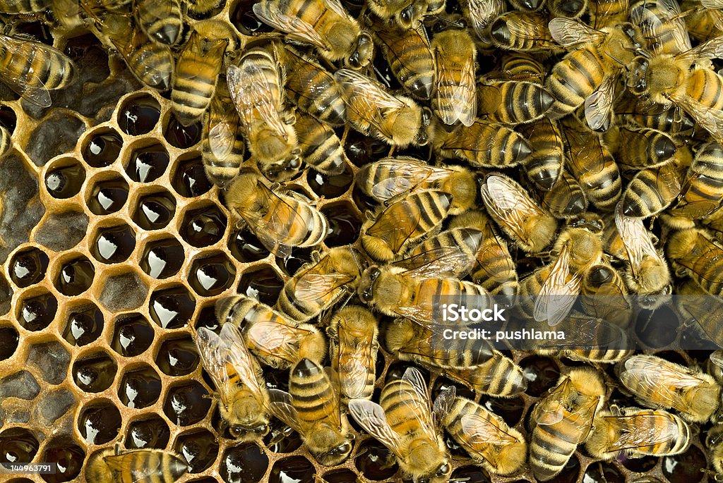 Bienen in Bienenstock - Lizenzfrei Aktivitäten und Sport Stock-Foto