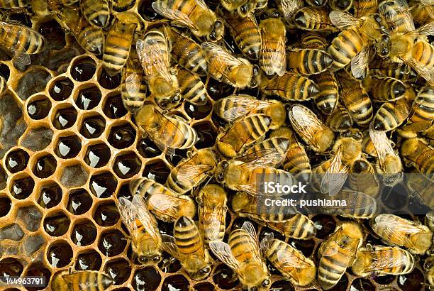 Bienen In Bienenstock Stockfoto und mehr Bilder von Aktivitäten und Sport - Aktivitäten und Sport, Anstrengung, Berufliche Beschäftigung