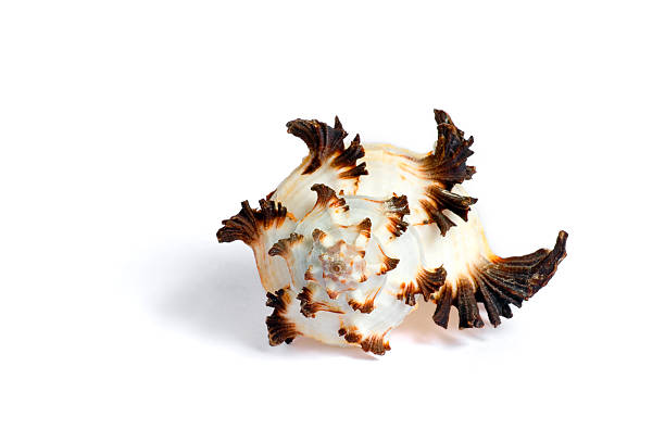 Sea shell. stock photo