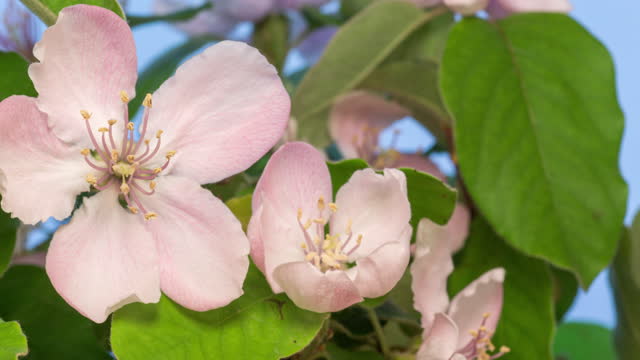 Quince flower blooming and rotating  in a time lapse video against blue background.