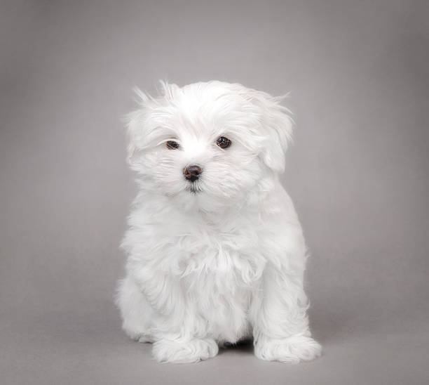 istock Maltese dog puppy 144963924