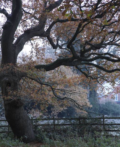 Vertical shot of the trees at Sutton park in Birmingham on a cold winter day A vertical shot of the trees at Sutton park in Birmingham on a cold winter day sutton park stock pictures, royalty-free photos & images