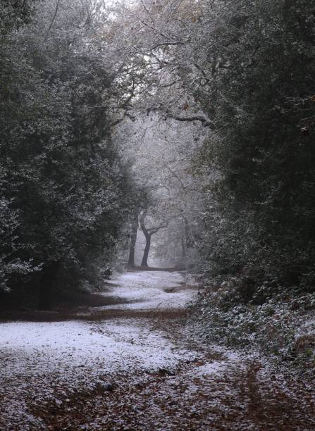 Vertical shot of trees at snowy Sutton park in Birmingham on a cold day A vertical shot of trees at snowy Sutton park in Birmingham on a cold day sutton park stock pictures, royalty-free photos & images