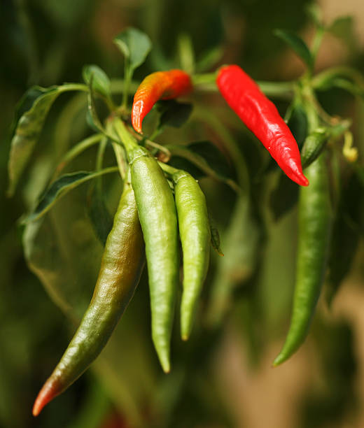 Chili Peppers stock photo