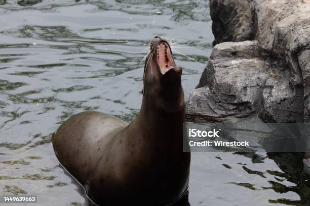 Steller Sea Lion At Pairi Daiza Zoo In Belgium Stock Photo - Download Image Now