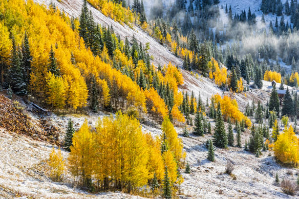 istock Aspen and Evergreen Foggy Mountainside 1449639742