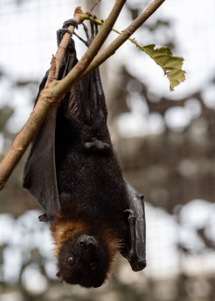 istock Lyle's flying fox (Pteropus lylei) at Pairi Daiza Zoo in Belgium 1449639770