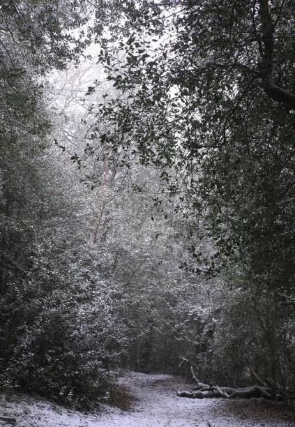 Vertical shot of trees at snowy Sutton park in Birmingham on a cold day A vertical shot of trees at snowy Sutton park in Birmingham on a cold day sutton park stock pictures, royalty-free photos & images