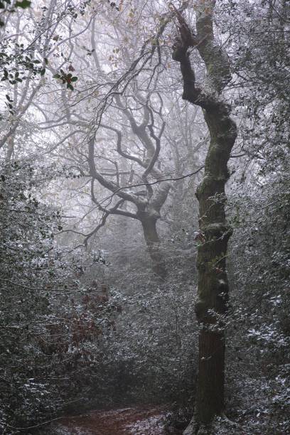 Vertical shot of trees at snowy Sutton park in Birmingham on a cold day A vertical shot of trees at snowy Sutton park in Birmingham on a cold day sutton park stock pictures, royalty-free photos & images