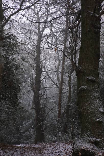 Vertical shot of trees at snowy Sutton park in Birmingham on a cold day A vertical shot of trees at snowy Sutton park in Birmingham on a cold day sutton park stock pictures, royalty-free photos & images