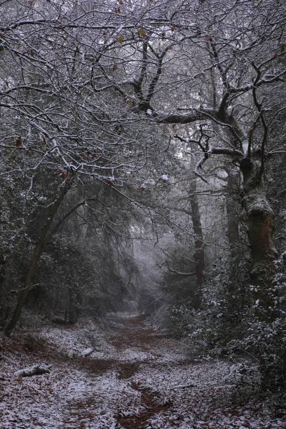 Vertical shot of trees at snowy Sutton park in Birmingham on a cold day A vertical shot of trees at snowy Sutton park in Birmingham on a cold day sutton park stock pictures, royalty-free photos & images