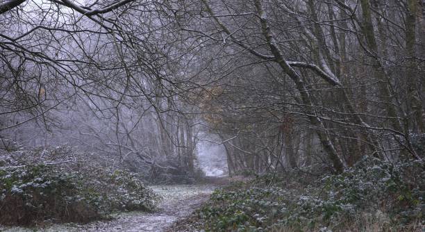Snowy trees at Sutton park in Birmingham on a cold winter day The snowy trees at Sutton park in Birmingham on a cold winter day sutton park stock pictures, royalty-free photos & images