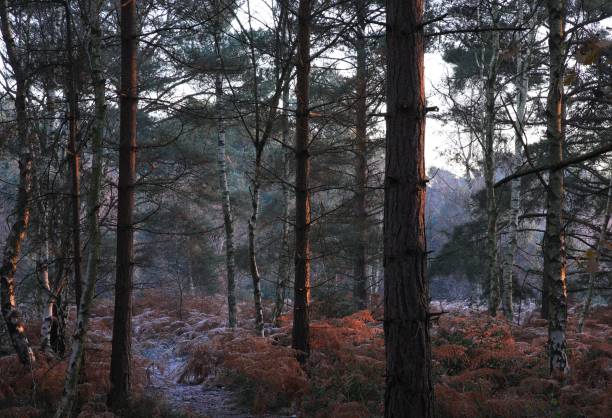 Trees at snowy Sutton park in Birmingham on a cold winter day The trees at snowy Sutton park in Birmingham on a cold winter day sutton park stock pictures, royalty-free photos & images