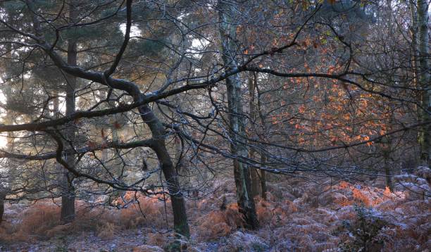 Trees at snowy Sutton park in Birmingham on a cold winter day The trees at snowy Sutton park in Birmingham on a cold winter day sutton park stock pictures, royalty-free photos & images