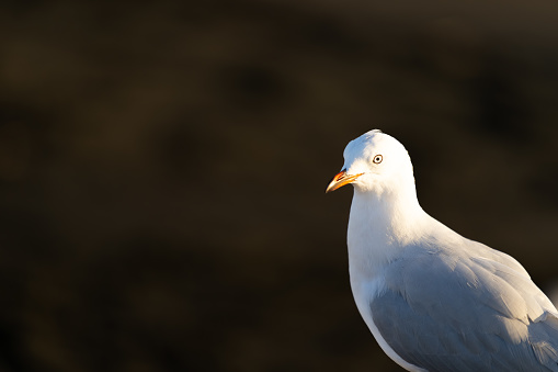 Seagull with sun shining on head isolated on black