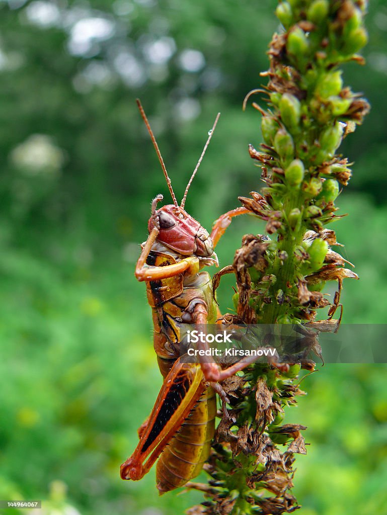 Saltamontes 3 - Foto de stock de Aire libre libre de derechos