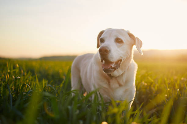 Happy dog field at sunset. Contented old labrador retriever during walk in nature.