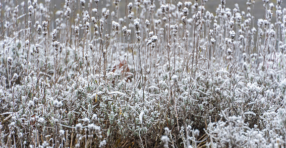 December 2022: Close-up of frozen Lavender Flowers