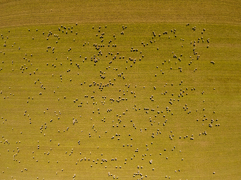 Directly Above Aerial View of Large Herd of Sheep Grazing in Pasture in Western USA 4K Photo Series