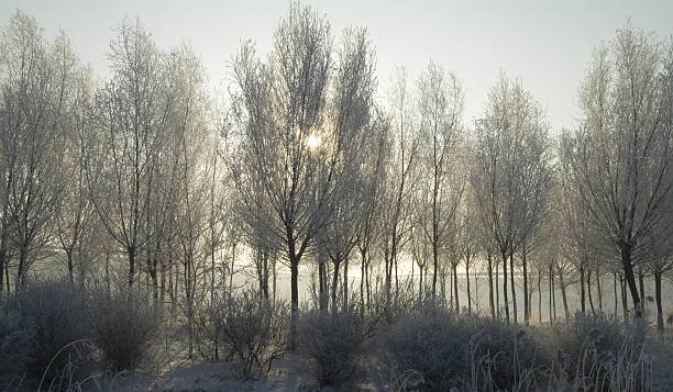 Frost Trees In Sunrise stock photo