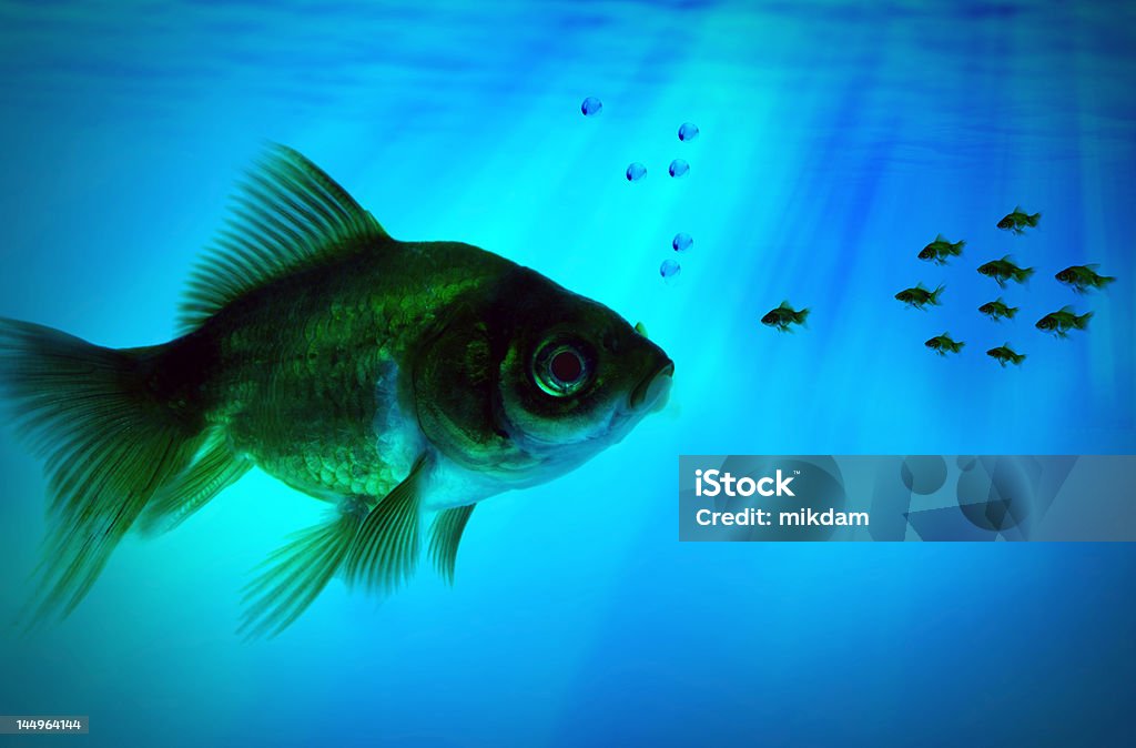 Grupo Pequeno de peixe - Foto de stock de Liderança royalty-free