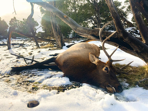 Western USA Colorado Outdoors Activities Harvested Bull Elk in Rocky Mountains Rifle Hunting Photo Series