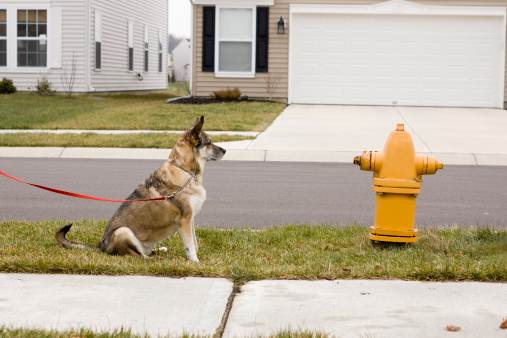 a beautiful brown dog on her daily walk, waiting patiently to get to the fire hydrant