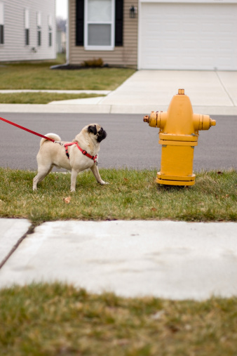 Here is a pug dog looking longingly at a fire hydrant.