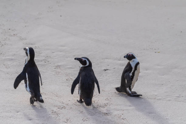 istock African Penguins at Boulders Beach 1449641902