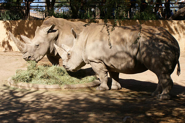 Two Rhinos stock photo