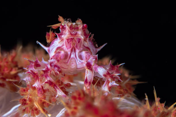 istock Soft coral Crab aka candy coral crab - Hoplophrys 1449643172
