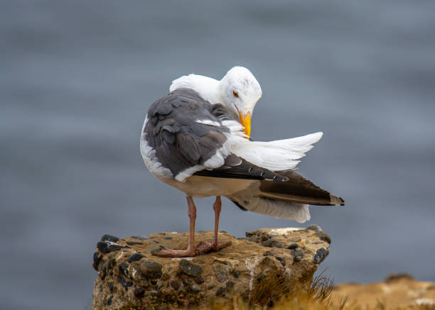 istock A Preening Western Gull, Latin name Larus occidentalis on the California Coast 1449643496