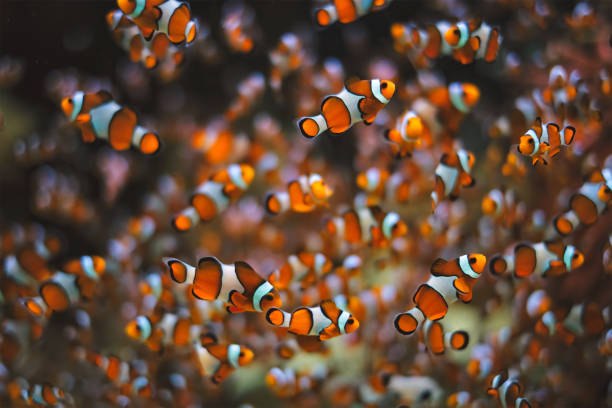Clown Anemonefish Amphiprion ocellaris