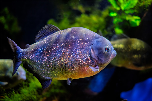 Red-bellied piranha (red piranha) Pygocentrus nattereri underwater