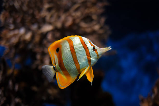 motyl miedziany chelmon rostratus - copperband butterflyfish zdjęcia i obrazy z banku zdjęć