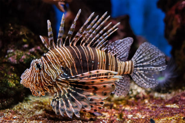 istock Red lionfish Pterois volitans fish underwater 1449643798