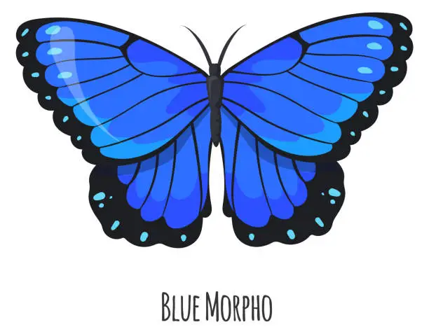 Vector illustration of Blue morpho butterfly. Exotic winged moth animal