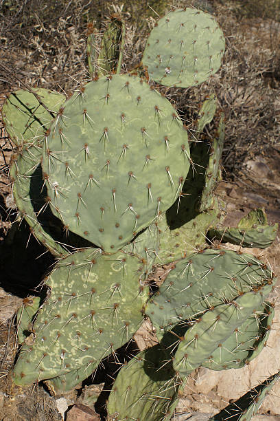 Prickly Pear stock photo