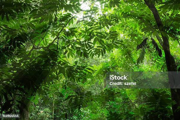 Foto de Floresta Verde e mais fotos de stock de Floresta pluvial - Floresta pluvial, Floresta tropical, Malásia