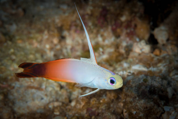 Fire dart fish goby swimming above coral reef - Nemateleotris magnifica Beautiful tropical goby fish, Nemateleotris magnifica, swimming above healthy coral reef in papua trimma okinawae stock pictures, royalty-free photos & images