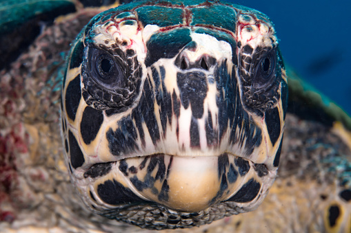 Very close head shot of beautiful sea turtle swimming above coral reef
